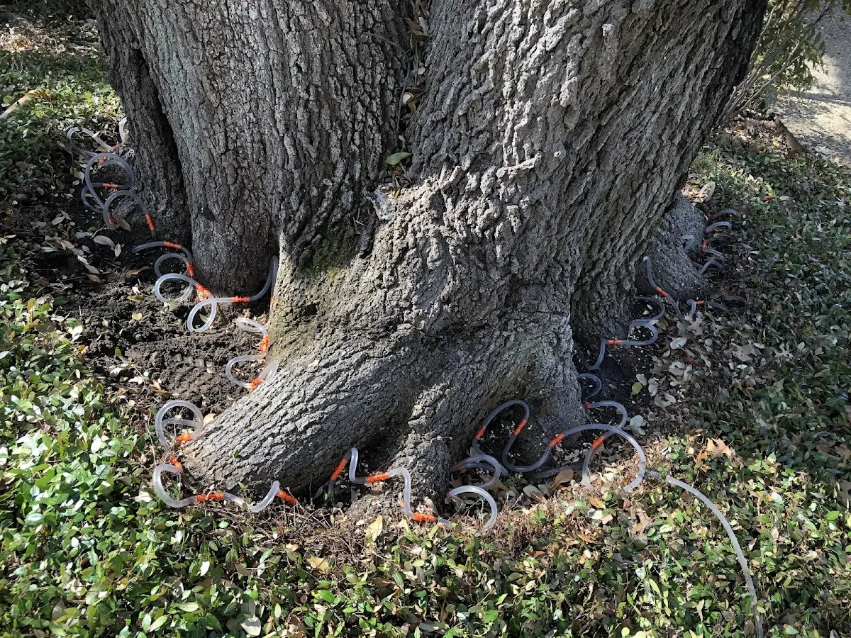 Detailed Tree Cabling and Bracing job site in Farmerville