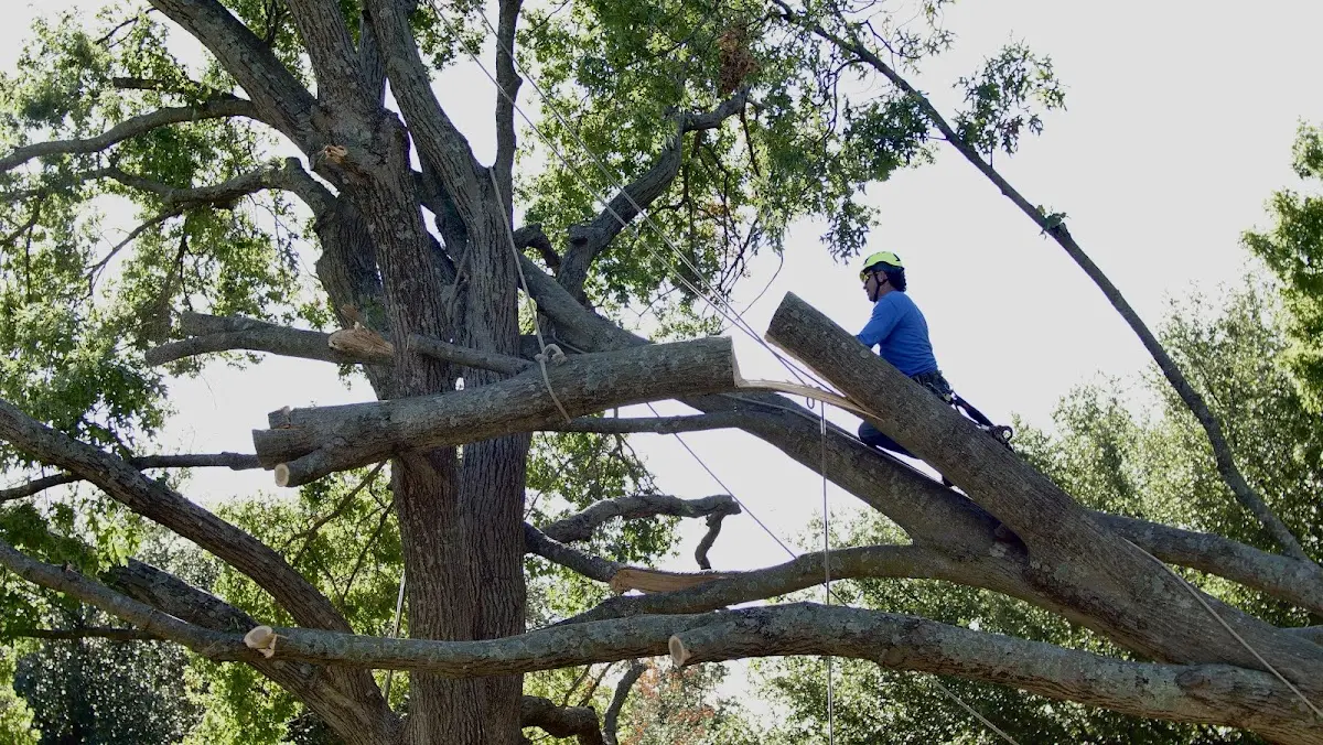 Professional Crown Thinning performed by certified arborists in Farmerville