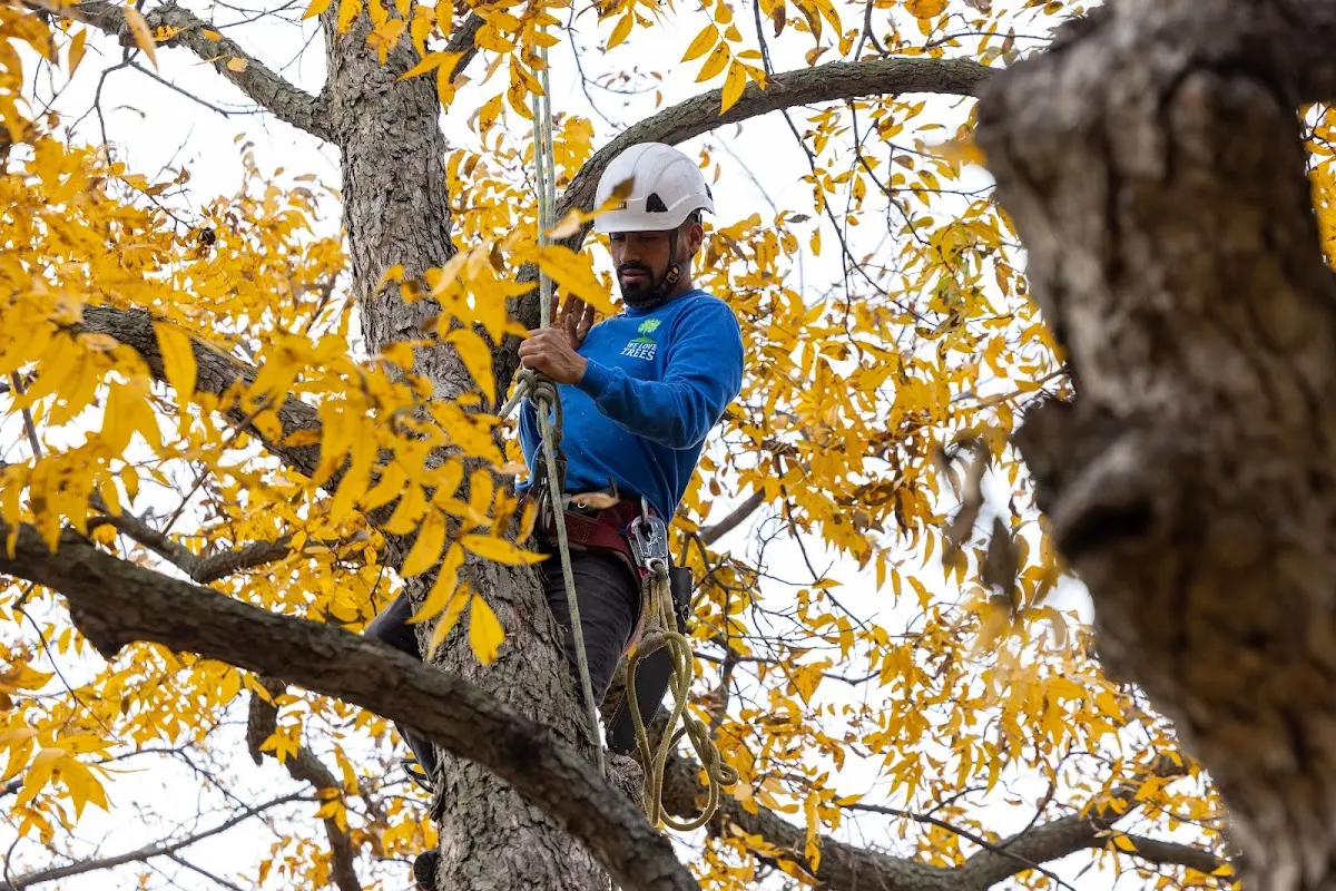 Skilled Tree Planing crew working in Farmerville