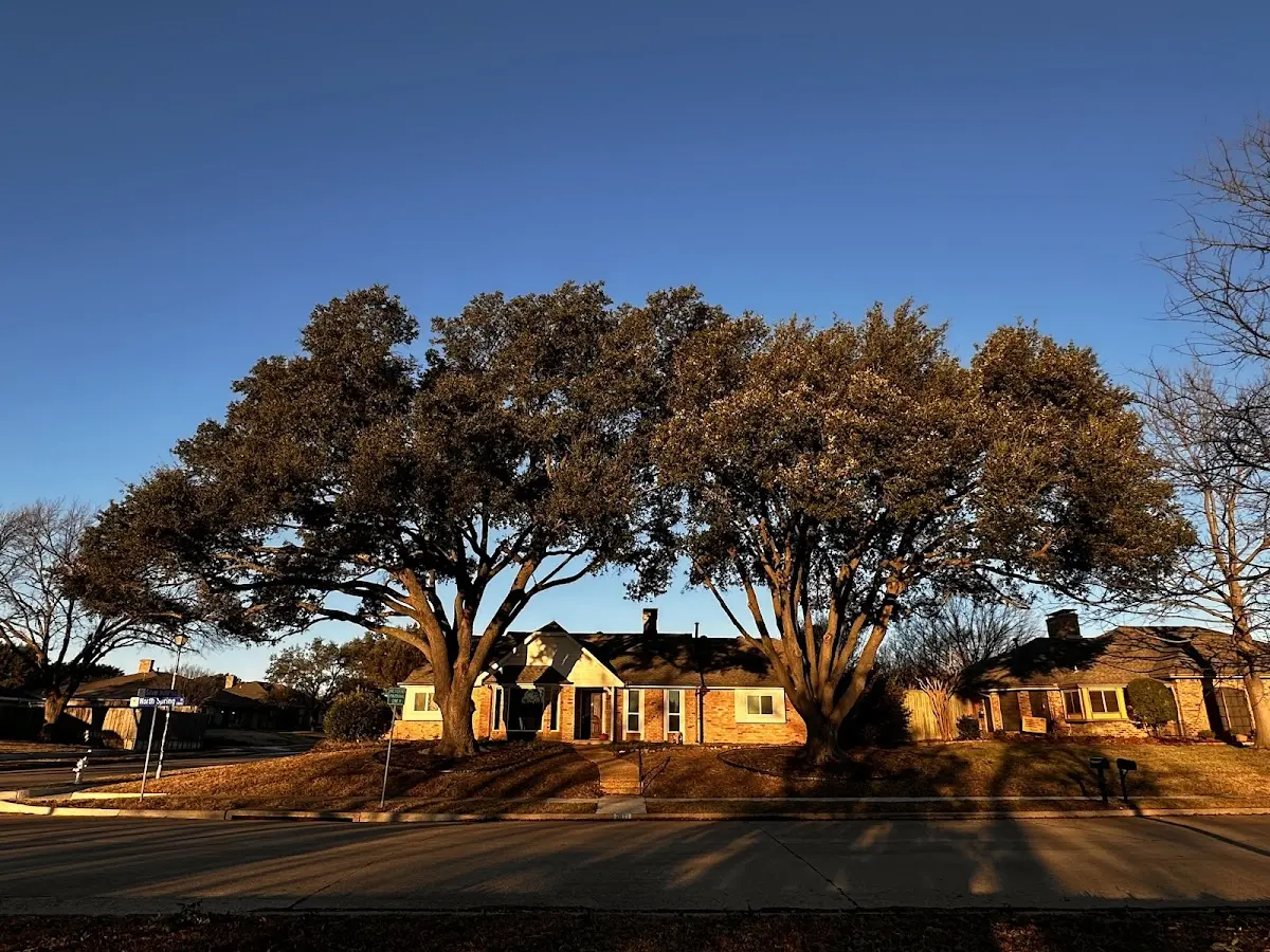 Established residential canopy tree shading a home in Farmerville